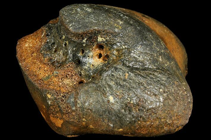 Woolly Mammoth Knee Bone - Rhine River, Germany #111901